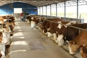 养殖牛怎么养 养殖牛方法介绍