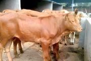 养殖牛多少钱一斤