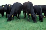 牛的饲养方法 介绍牛饲养技巧