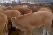 肉牛养殖每头牛需多少平方
