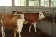 农村院子可以养牛吗