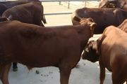 西门塔尔牛的养殖方法