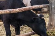 圈养牛的饲养方法