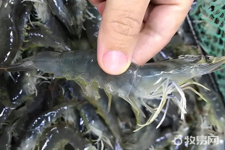 罗氏虾养殖方法