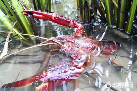 白虾是淡水养殖还是海水养殖