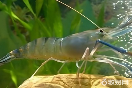 黑虎虾人工养殖的吗