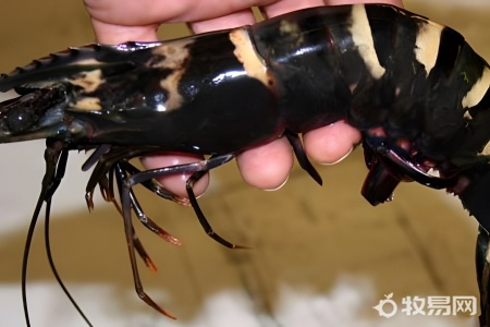 活虾怎么养殖