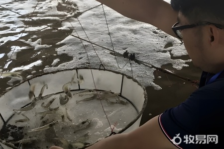怎么养殖虾
