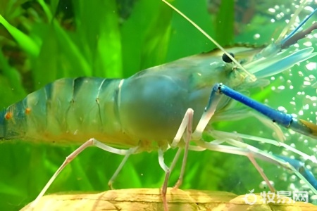 黑虎虾能养殖吗