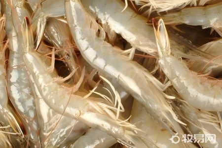 淡水虾养殖品种有哪些