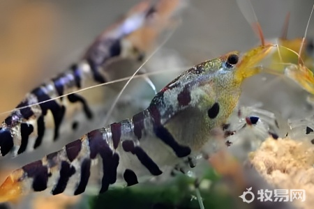 淡水小河虾怎么养