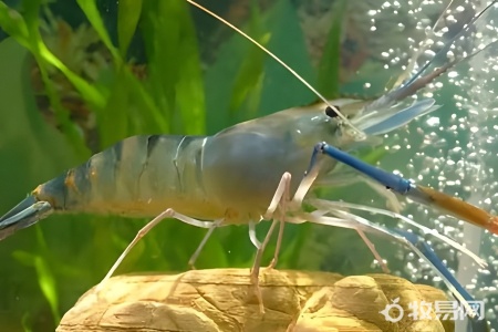 罗氏虾是养殖的吗