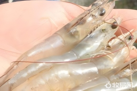 罗氏虾可以养殖吗