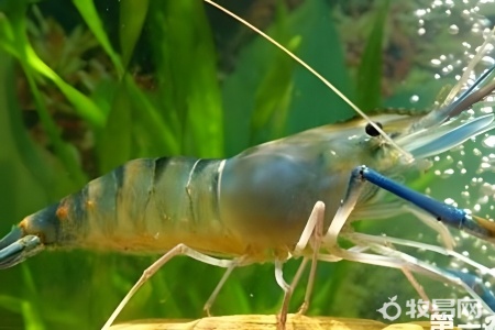 淡水虾是养殖的吗