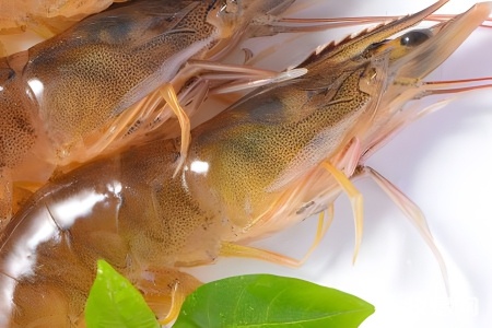 黑壳虾冬季怎么养