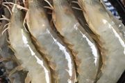 人工养殖虾有营养吗