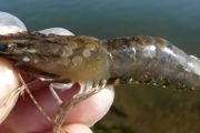 黑壳虾如何养 养殖黑壳虾方法和技巧