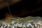 金刚虾可以淡水养殖吗