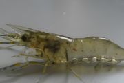 黑壳虾怎么养 养黑壳虾方法介绍