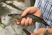 海水养殖的虾有激素吗