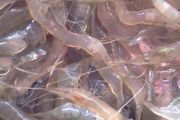 黑虎虾能人工养殖吗
