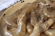 养殖虾多少钱一斤