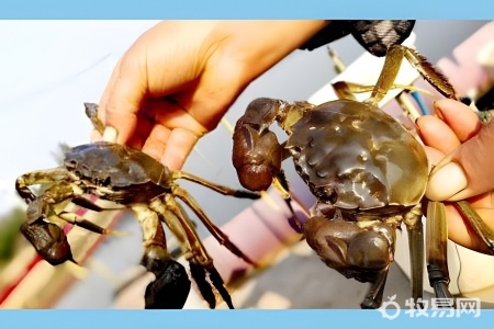 螃蟹养殖亩产多少斤