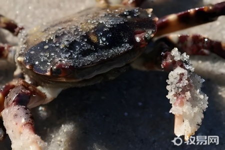 海石蟹怎么养