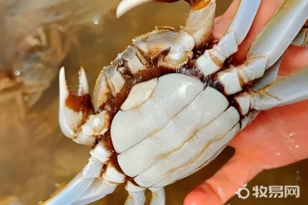 螃蟹养殖需要什么条件怎么养殖