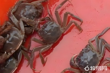 北方养殖螃蟹需要什么条件