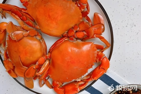 红石蟹怎么养