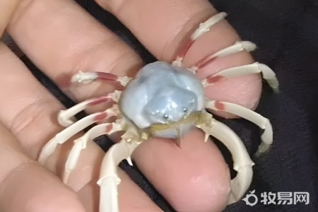 河蟹可以用自來水養嗎