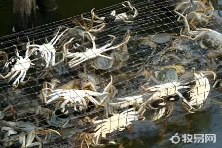六月黄螃蟹养殖方法