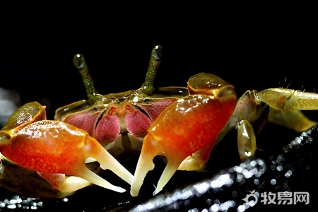 怎样养小螃蟹才能养活