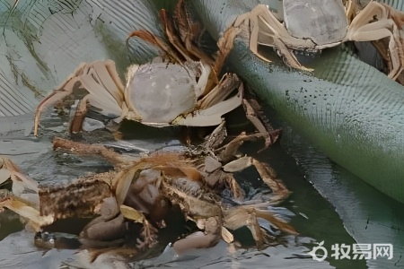 养殖河蟹需要什么条件