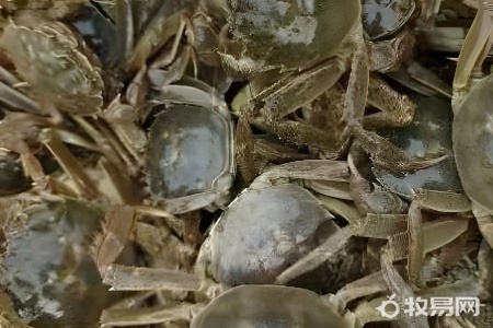买螃蟹怎么养活到第二天