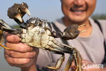 海螃蟹有养殖的吗