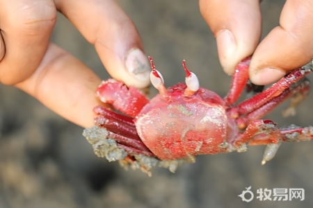 养河蟹用什么水