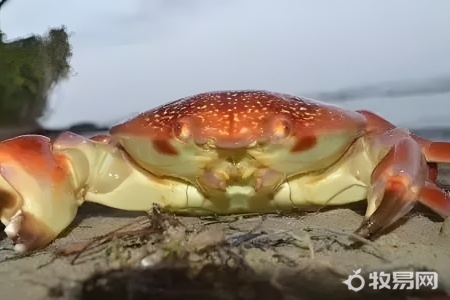 没有海水怎么养螃蟹