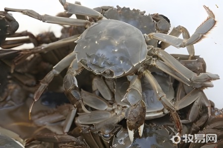 缅甸蟹怎么养殖