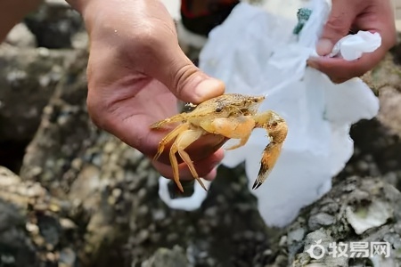 水库螃蟹养殖方法