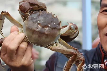 大闸蟹是如何繁殖的