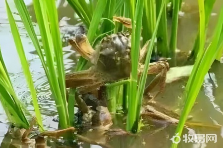 螃蟹怎么繁殖下一代