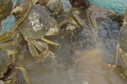 螃蟹可以用淡水养吗