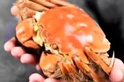 螃蟹的喂养方法