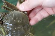 深水蟹怎么养 养深水蟹方法介绍
