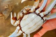 螃蟹养殖需要什么条件怎么养殖