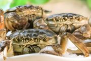河蟹吃什么才能养活