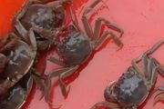 北方养殖螃蟹需要什么条件