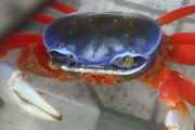 小螃蟹怎么养才能养活